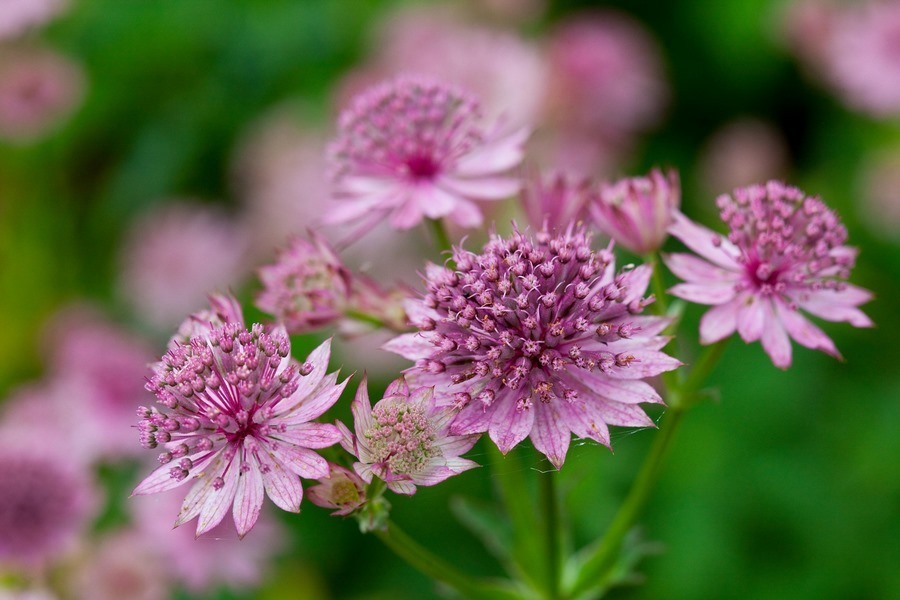 Astrantia 