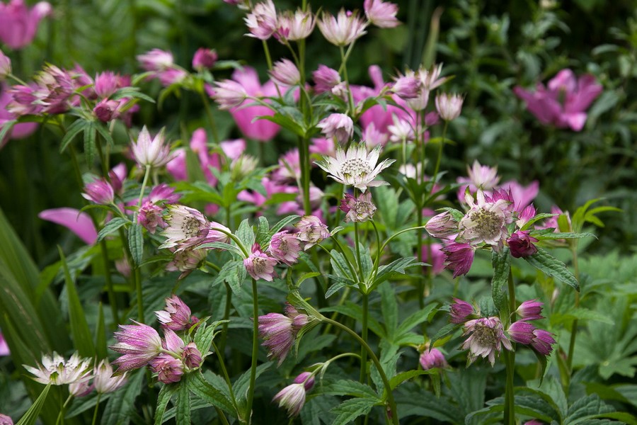 Astrantia 