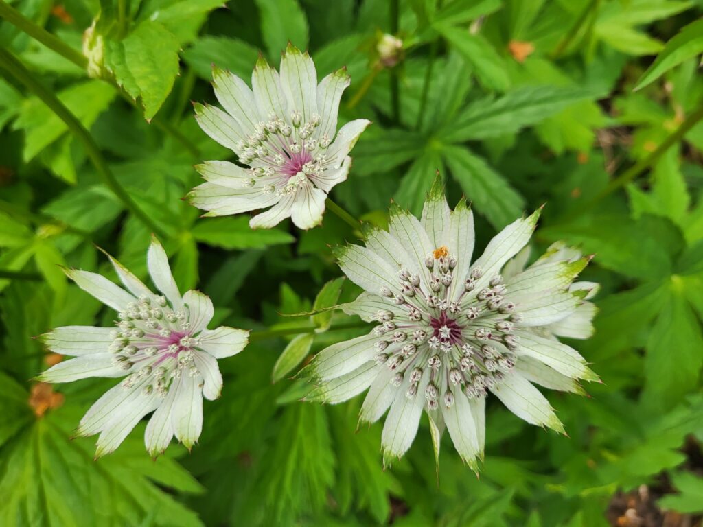 Astrantia major 'Large White' 