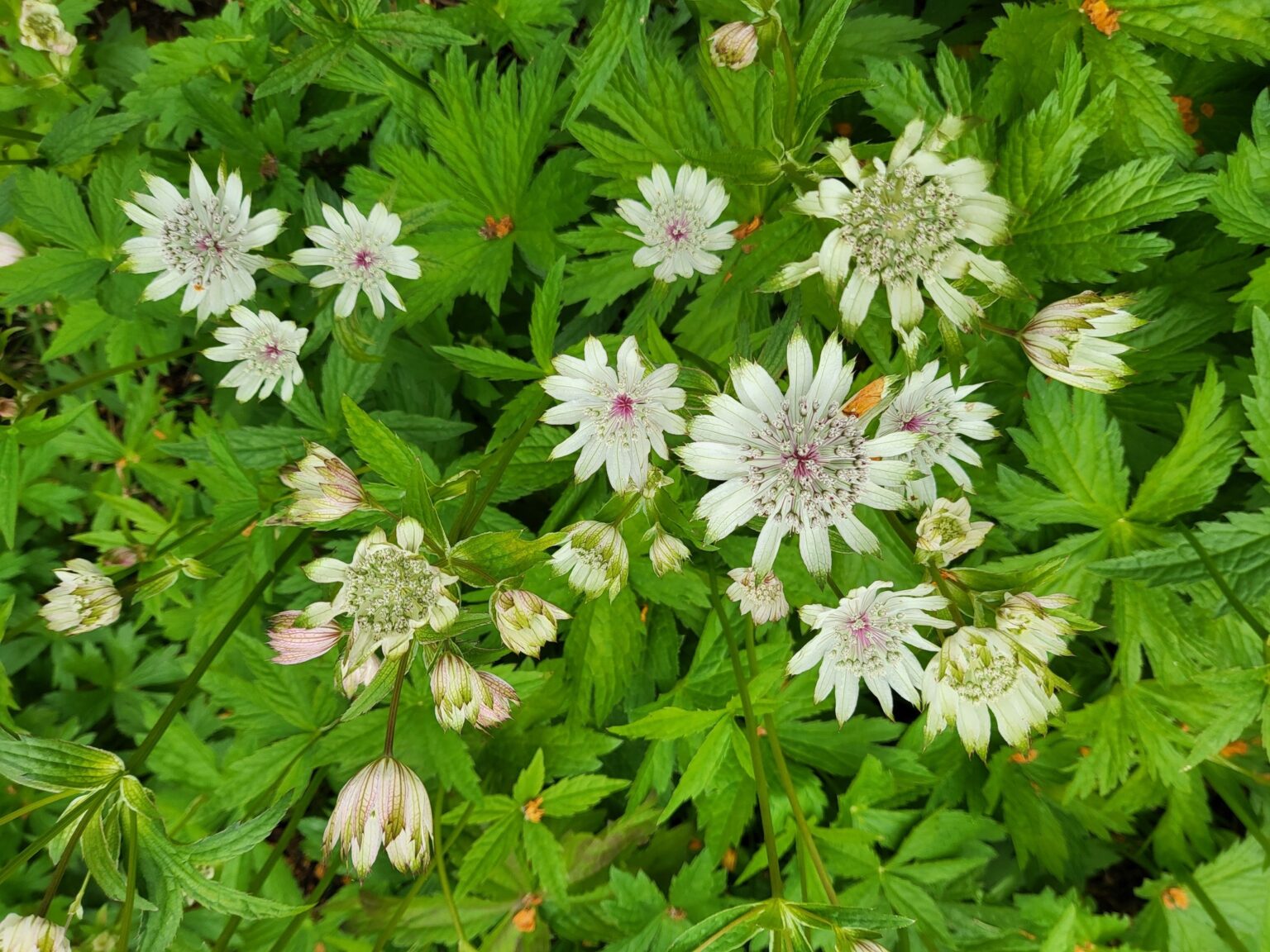 Astrantia, plantas cultivadas desde el siglo XVI que siguen estando ...