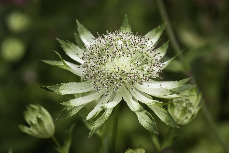 Astrantia major subsp. involucrata ‘Shaggy’