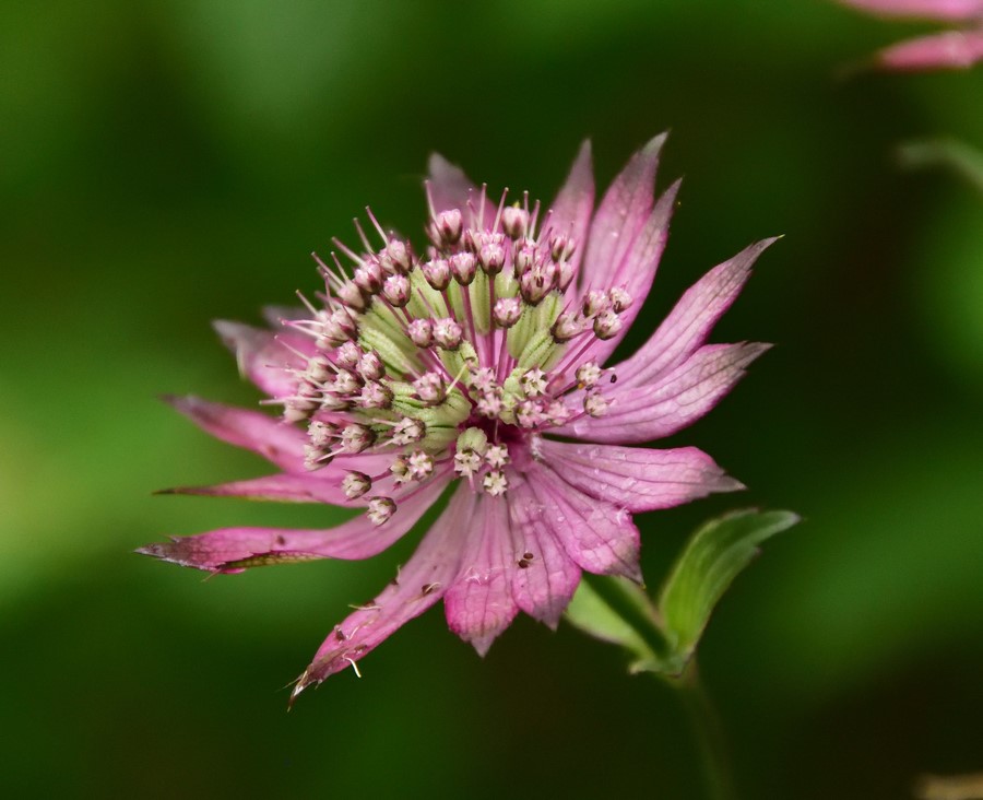 Astrantia maxima