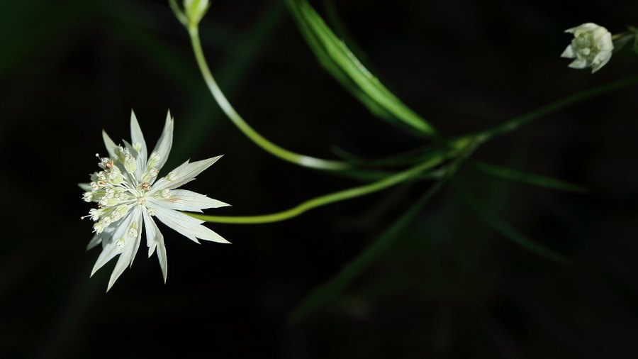 Astrantia minor 