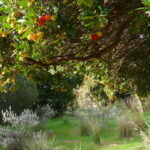 Jardín de California. Plantas mediteráneas en Domaine du Rayol
