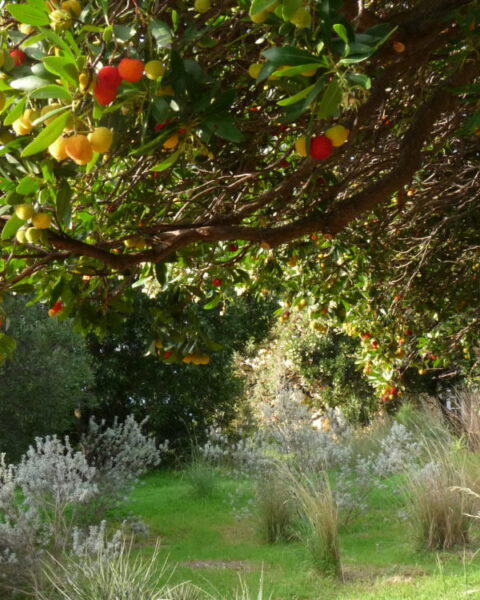 Jardín de California. Plantas mediteráneas en Domaine du Rayol