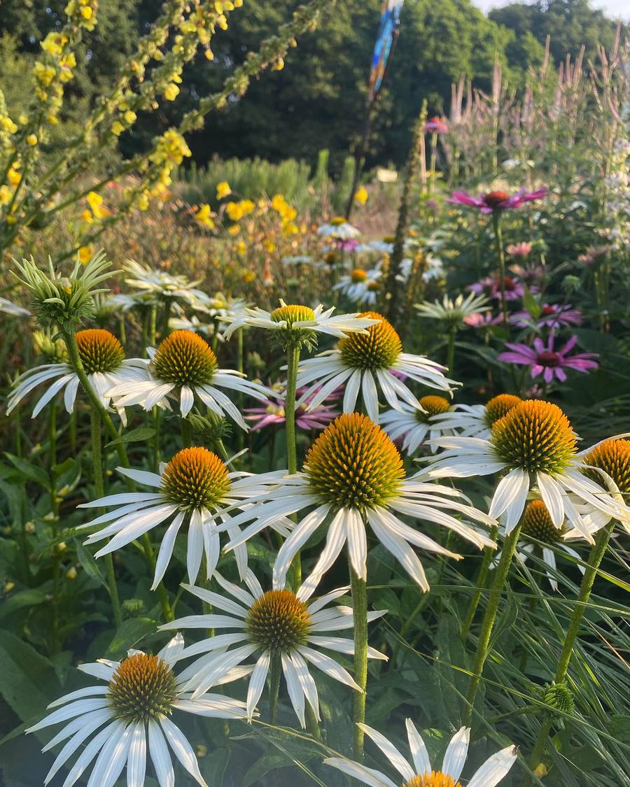 Echinacea purpurea ‘White Swan’  