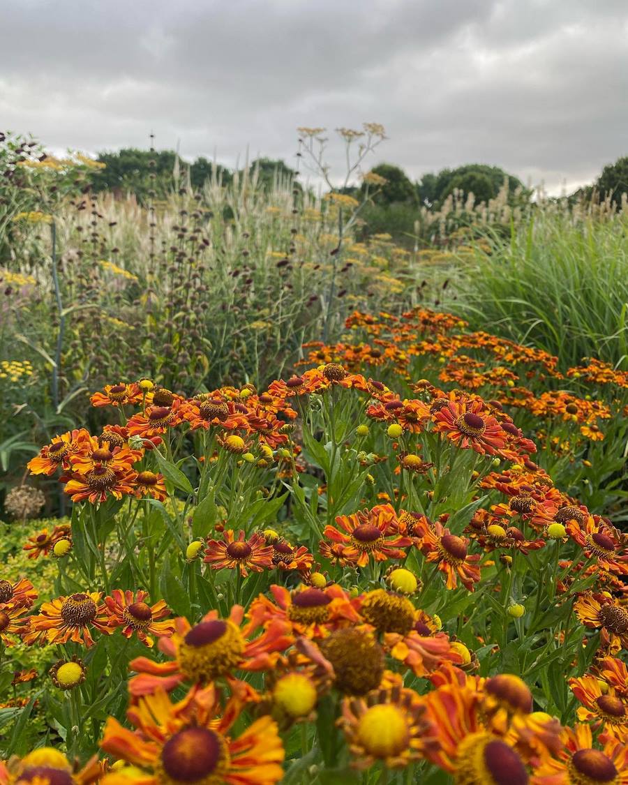 Sussex Prairie Garden, jardín estilo pradera naturalista