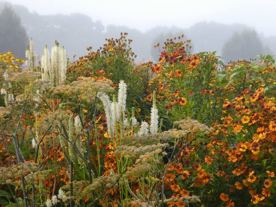 Sussex Prairie Garden, uno de los jardines de estilo naturalista más grandes de Gran Bretaña