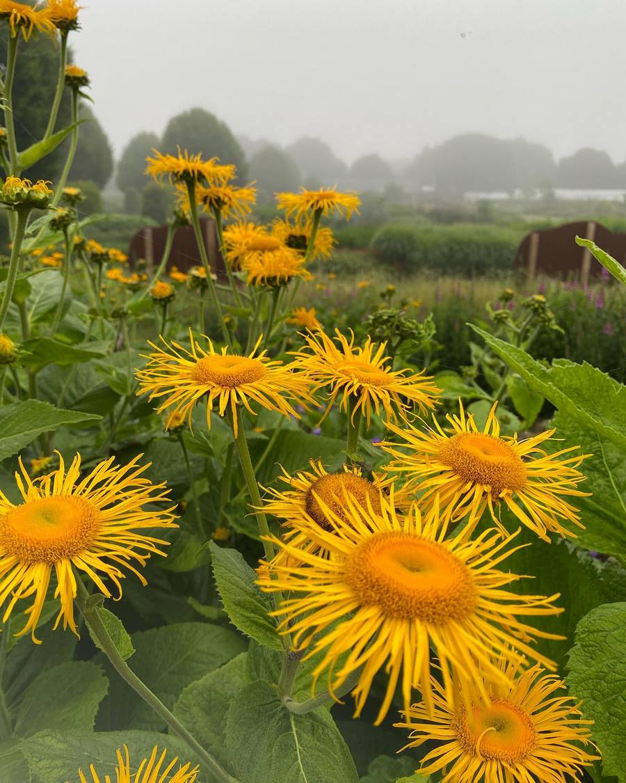 Inula vivaces vigorosas con grandes flores tipo margarita de color amarillo