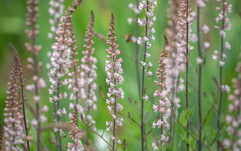 Linaria purpurea