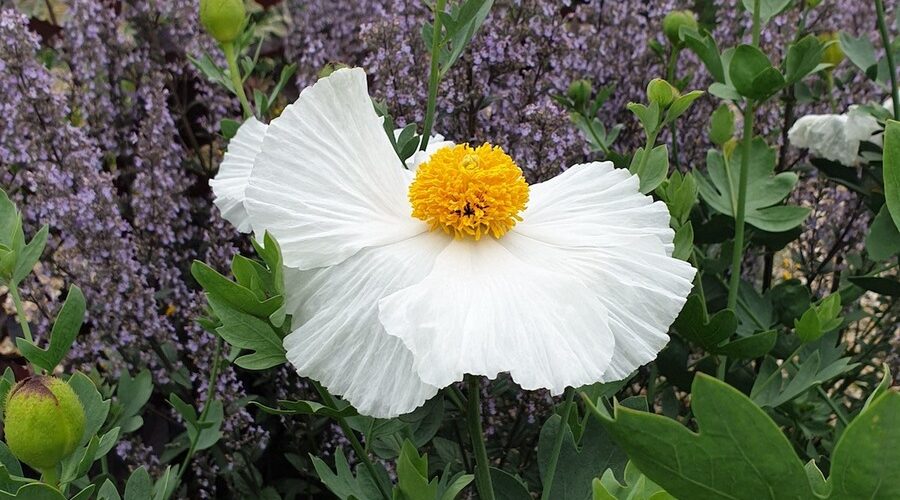 Romneya coulteri Matilija poppy