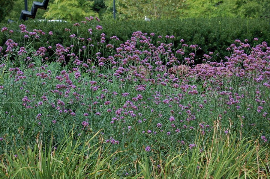 Verbena bonariensis verbena alta