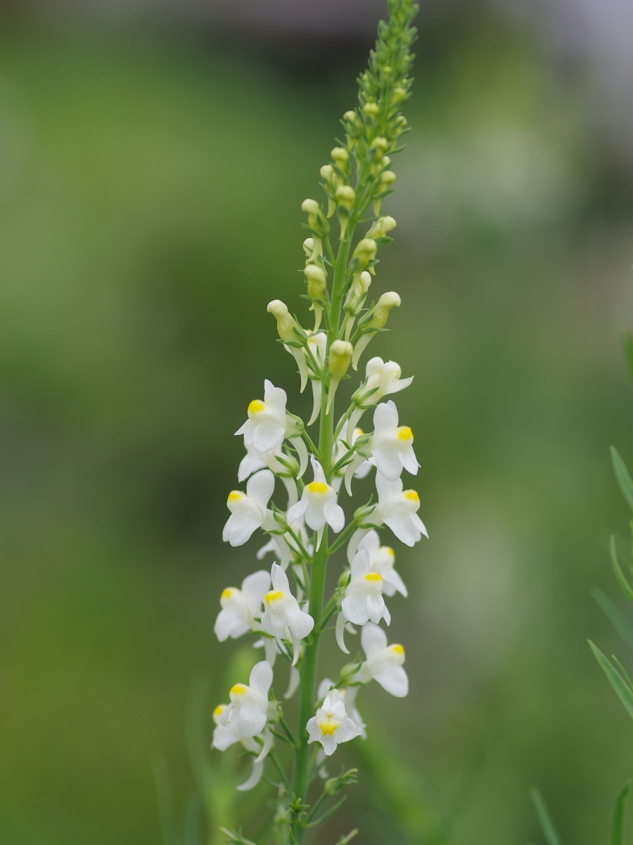Linaria con flores blancas con una yema central de color amarillo