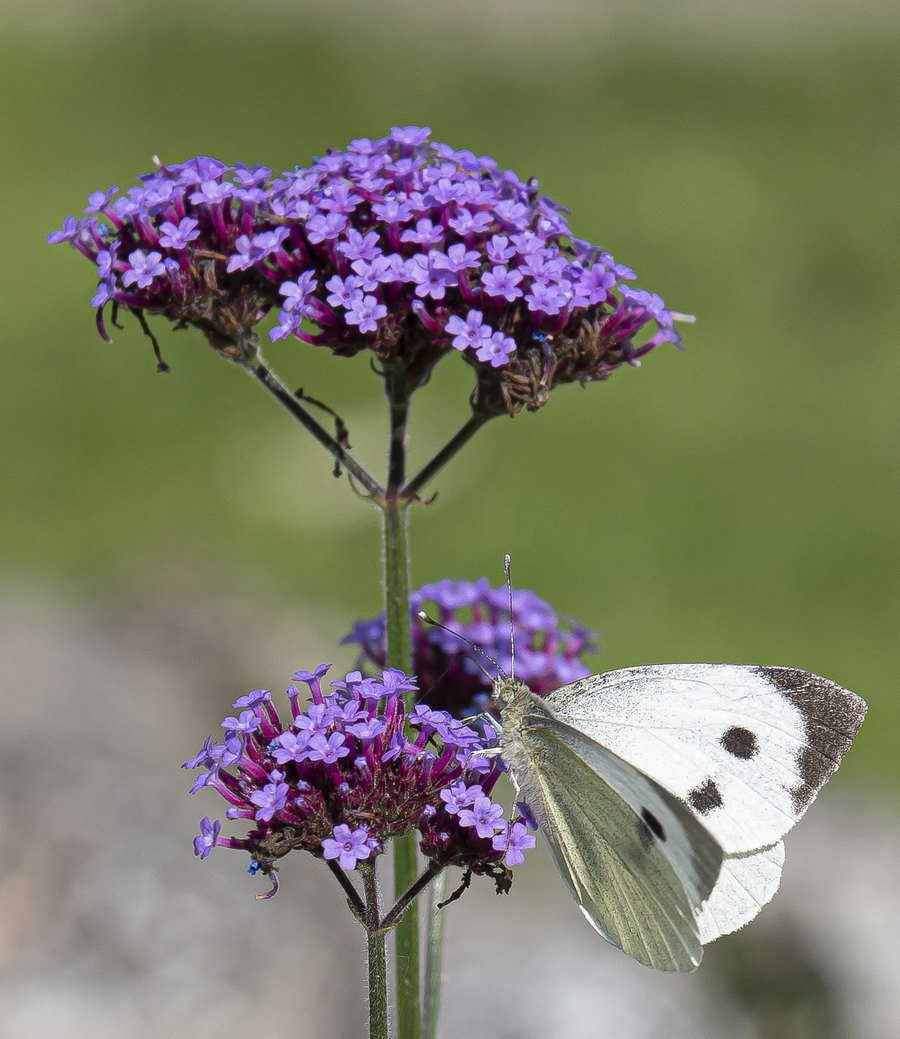 Verbena bonariensis verbena alta y mariposa