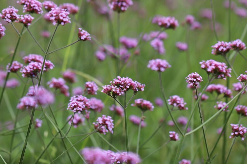 Verbena bonariensis verbena alta