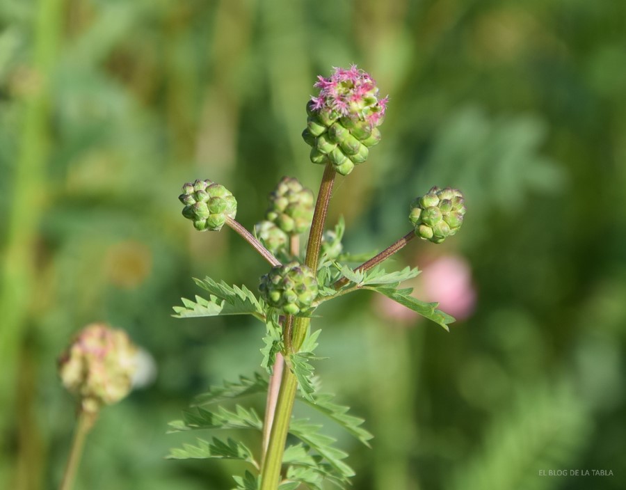 Sanguisorba minor pimpinela minor