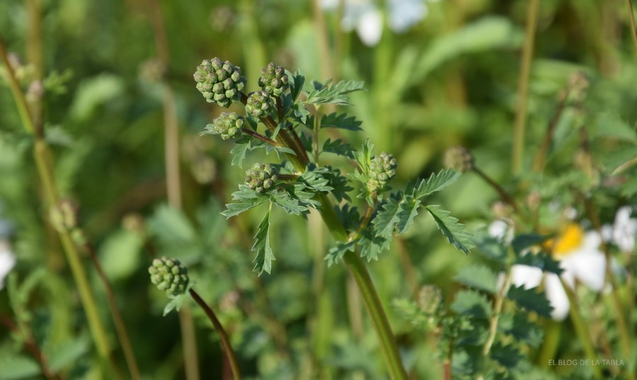 Sanguisorba minor pimpinela minor