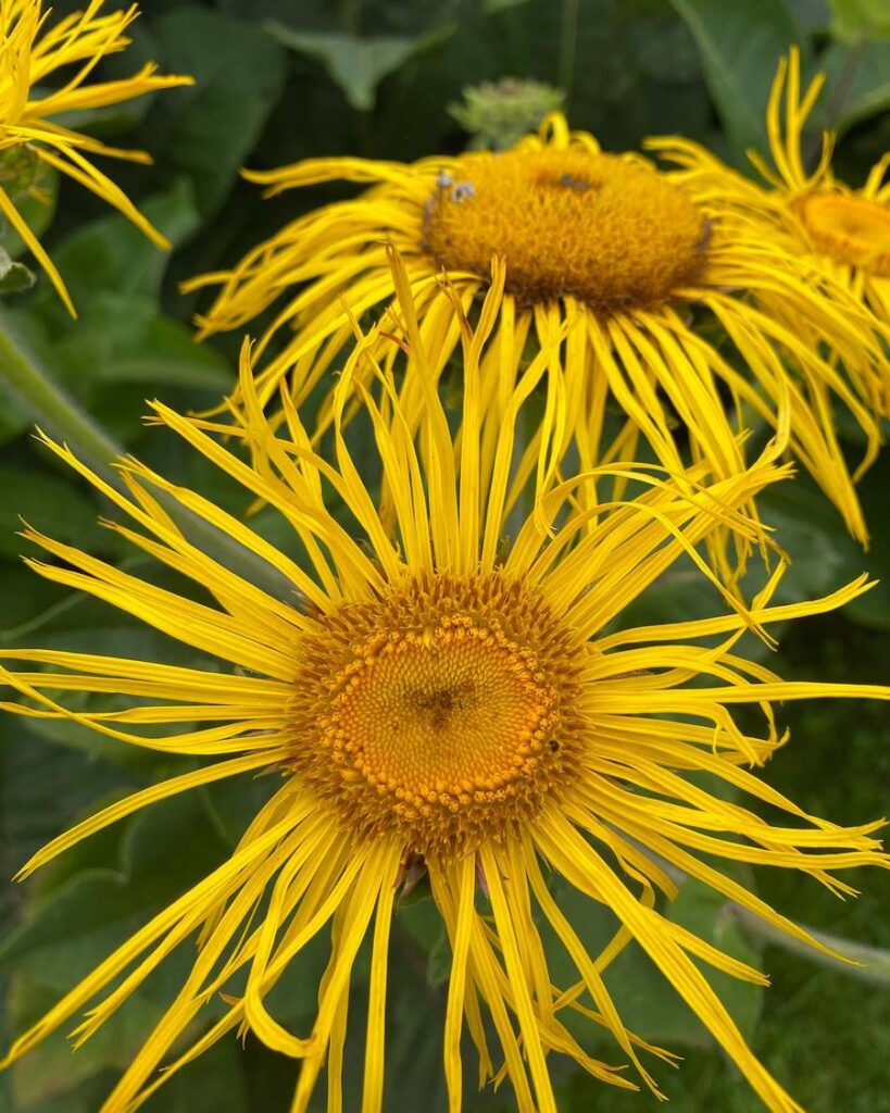 Inula magnifica ‘Sonnenstrahl’ 