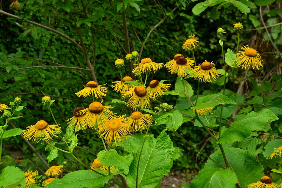 Inula magnifica en su hábitat