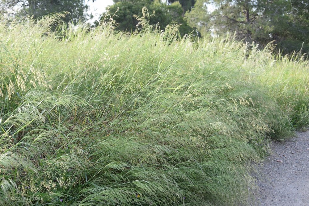 Piptatherum miliaceum (Oloptum miliaceum) gramínea ibérica