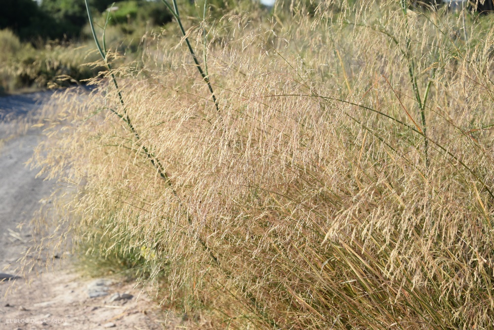 Piptatherum miliaceum (Oloptum miliaceum) gramínea ibérica