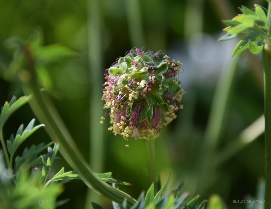 Sanguisorba minor pimpinela minor