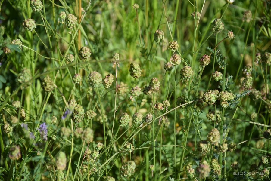 Sanguisorba minor pimpinela minor flores