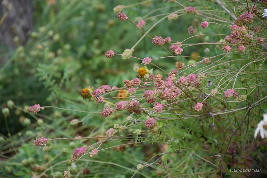 Flores de pimpinela menor (Sanguisorba minor)