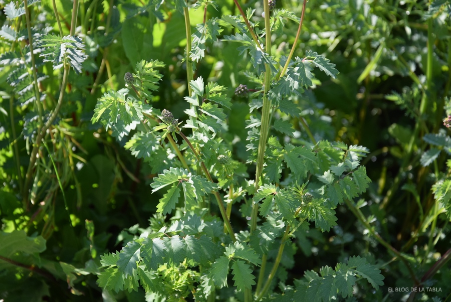 Follaje hojas de Sanguisorba minor o Pimpinela menor