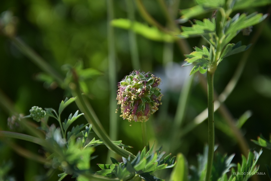 Sanguisorba minor pimpinela minor