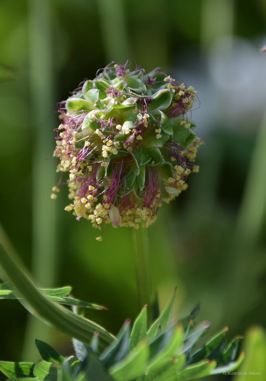 Sanguisorba minor pimpinela minor