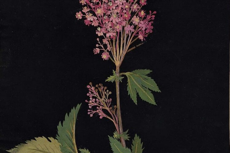 Collages botánicos de Mary Delany