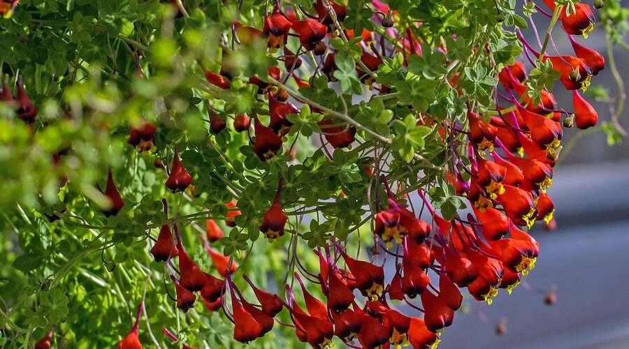 Tropaeolum tricolor, soldadito, planta del género de las capuchinas