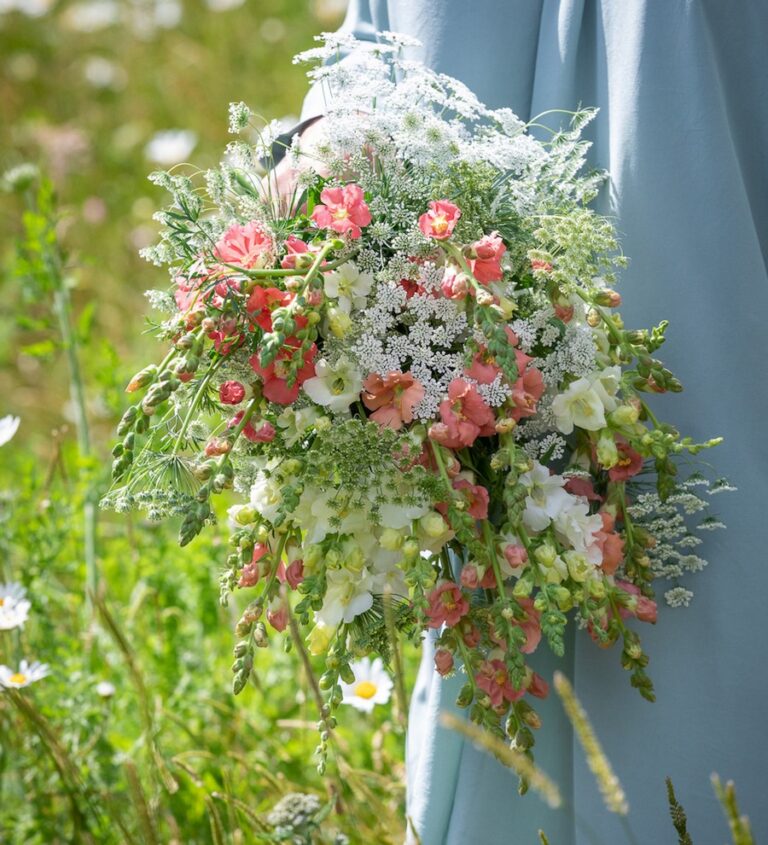 Ammi majus, plantas ruderales con flores que adoran los polinizadores ...