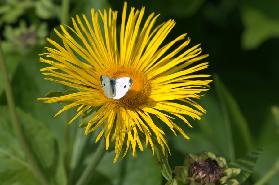 Inula helenium