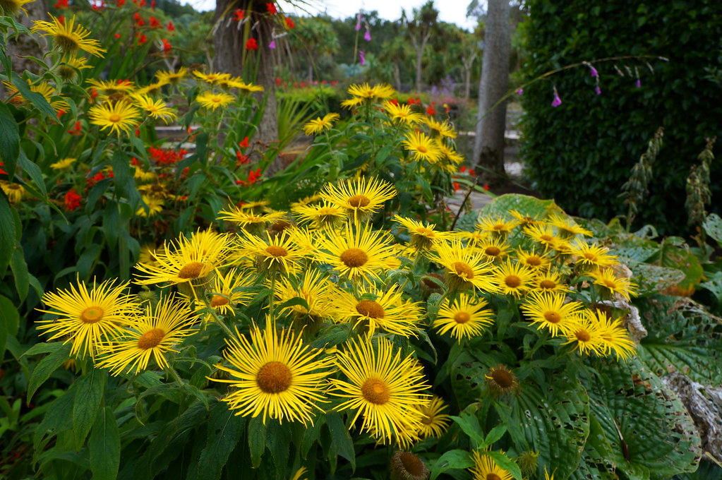 Inula hookeri