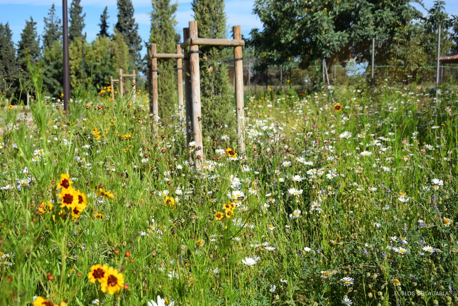 pradera de flores silvestres 