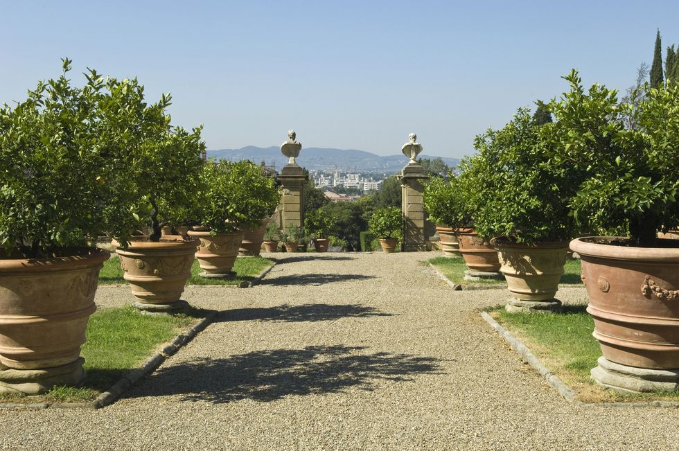 Cultivo de cítricos en macetas de terracota Impruneta en Villa di Castello