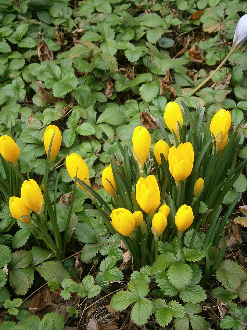 Sternbergia lutea, bulbo de flor amarilla en otoño