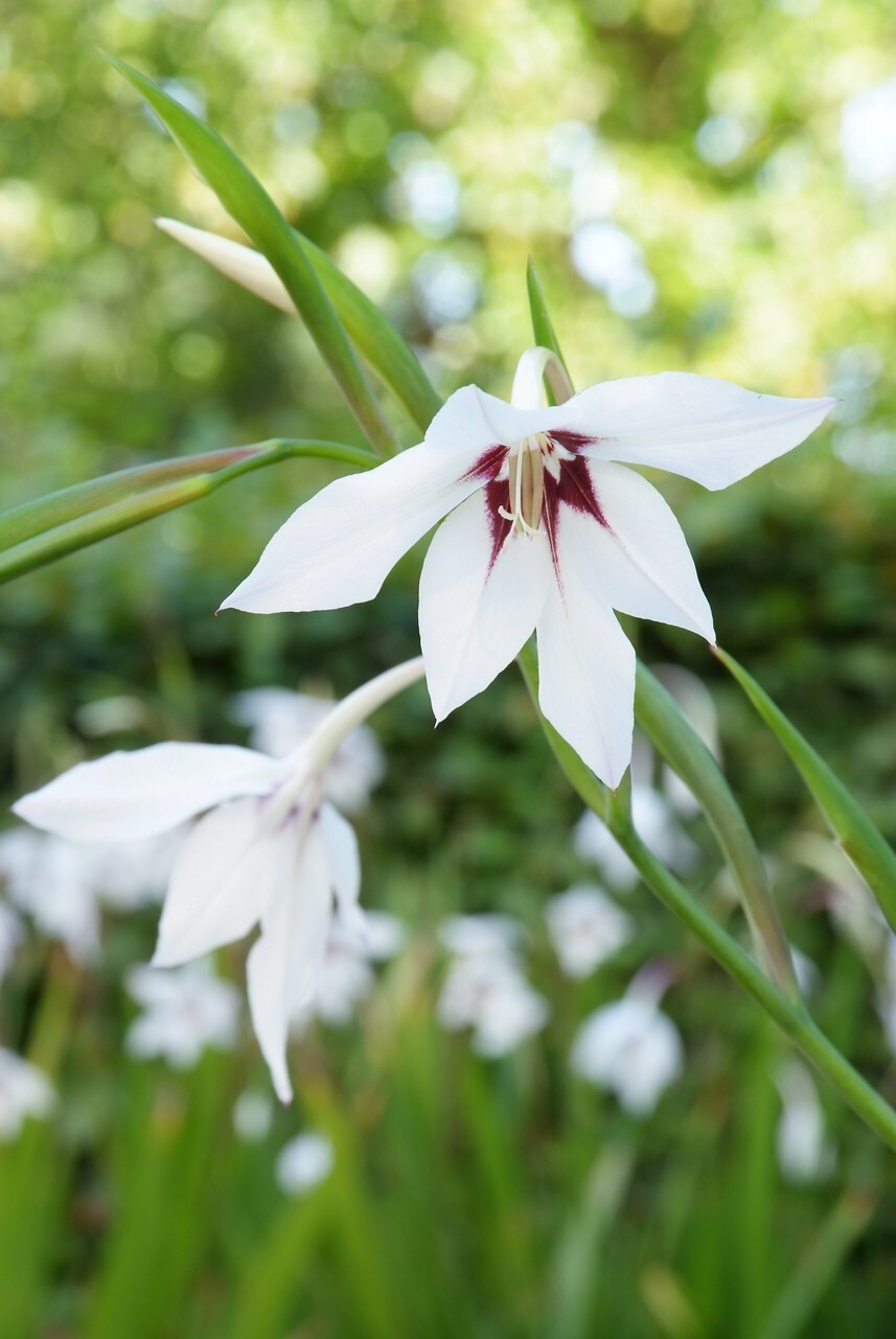Gladiolus murielae (gladiolo de Abisinia)