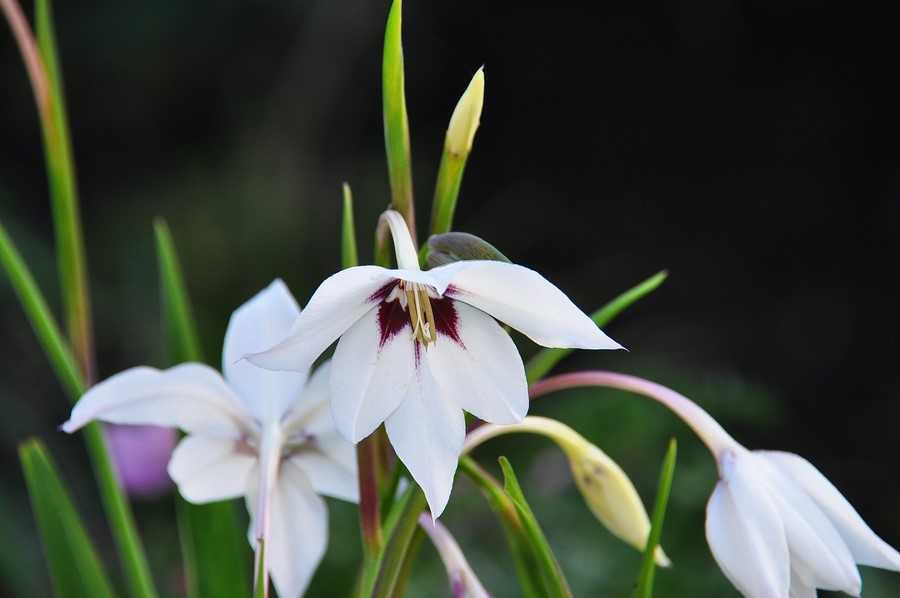 Flor de Gladiolus murielae (gladiolo de Abisinia) sinónimo Acidanthera