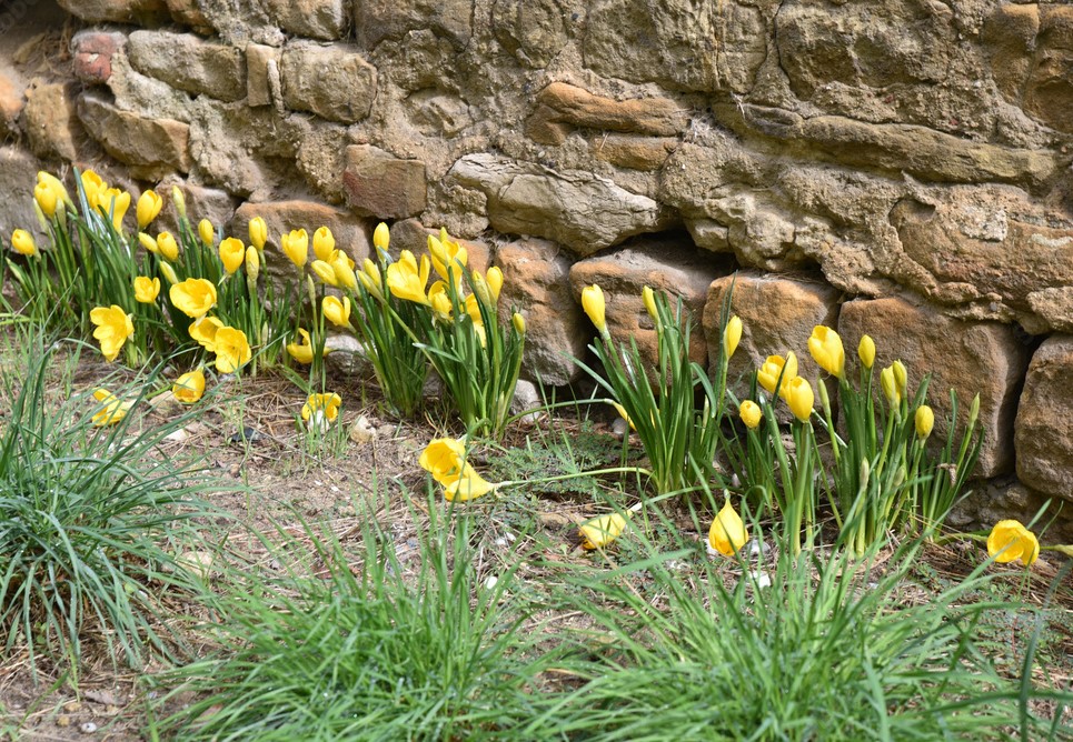 Sternbergia lutea, narciso de otoño, en el jardín