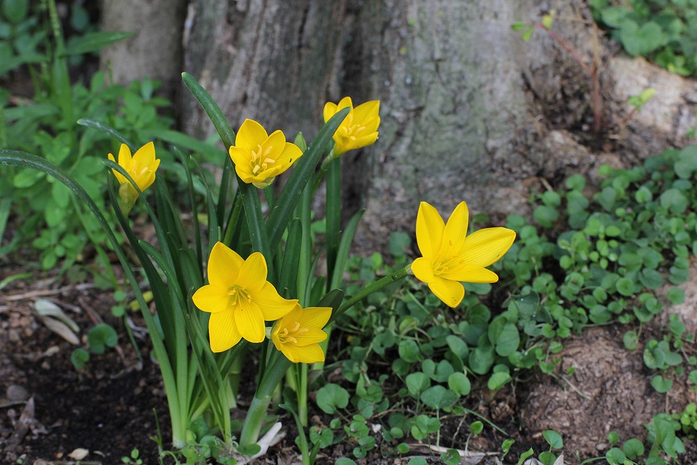 Sternbergia lutea, narciso de otoño