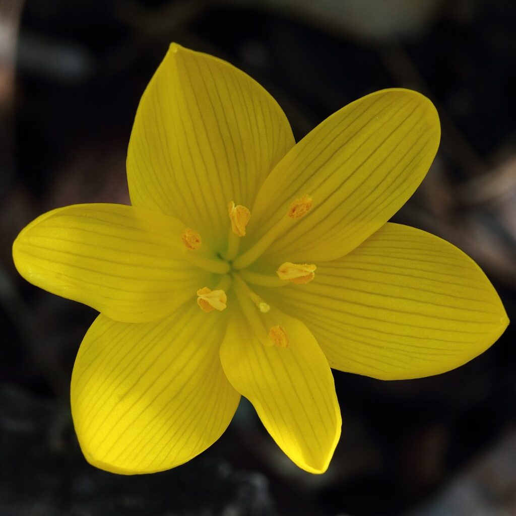 flor amarilla de Sternbergia lutea, el narciso de otoño