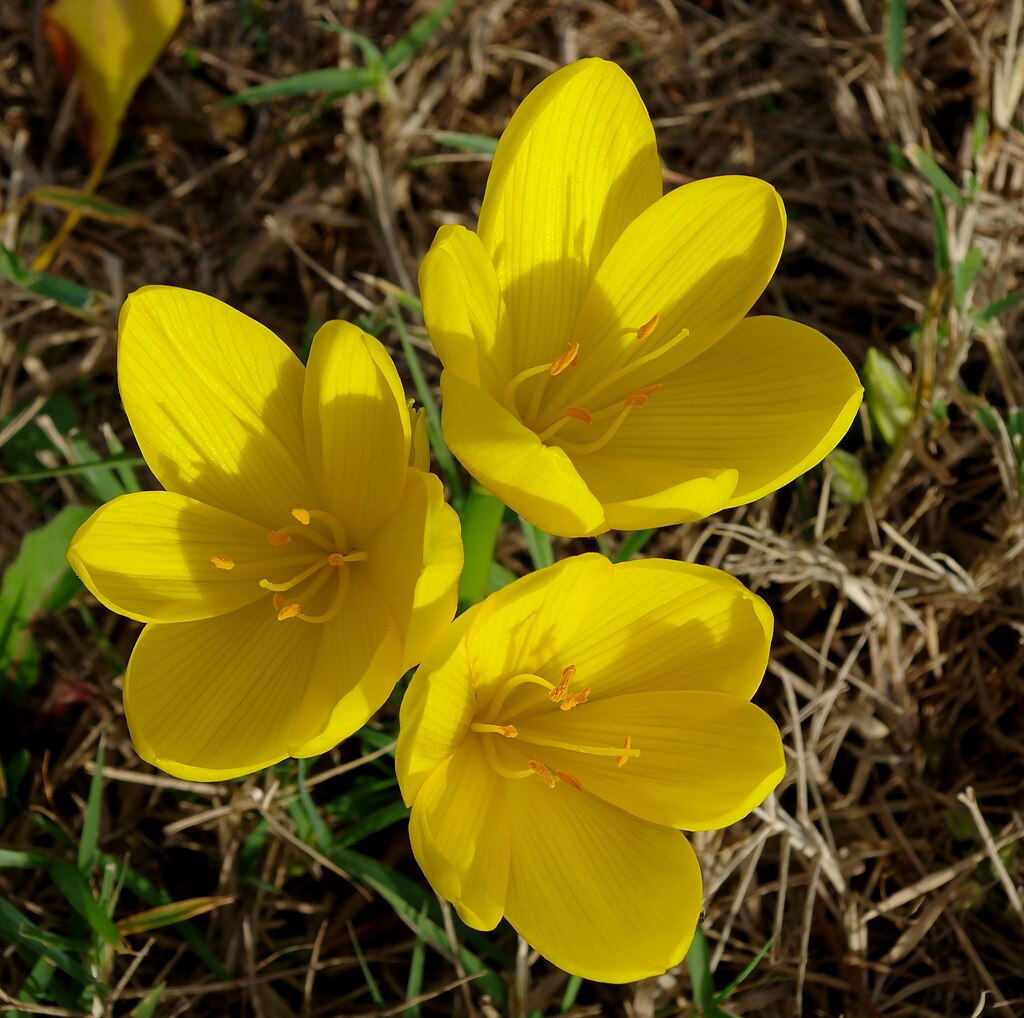 Sternbergia lutea, narciso de otoño