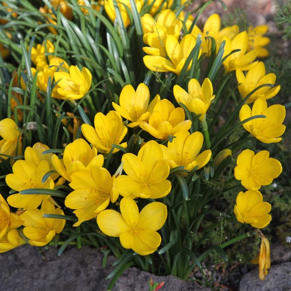 flores de Sternbergia lutea, el narciso de otoño