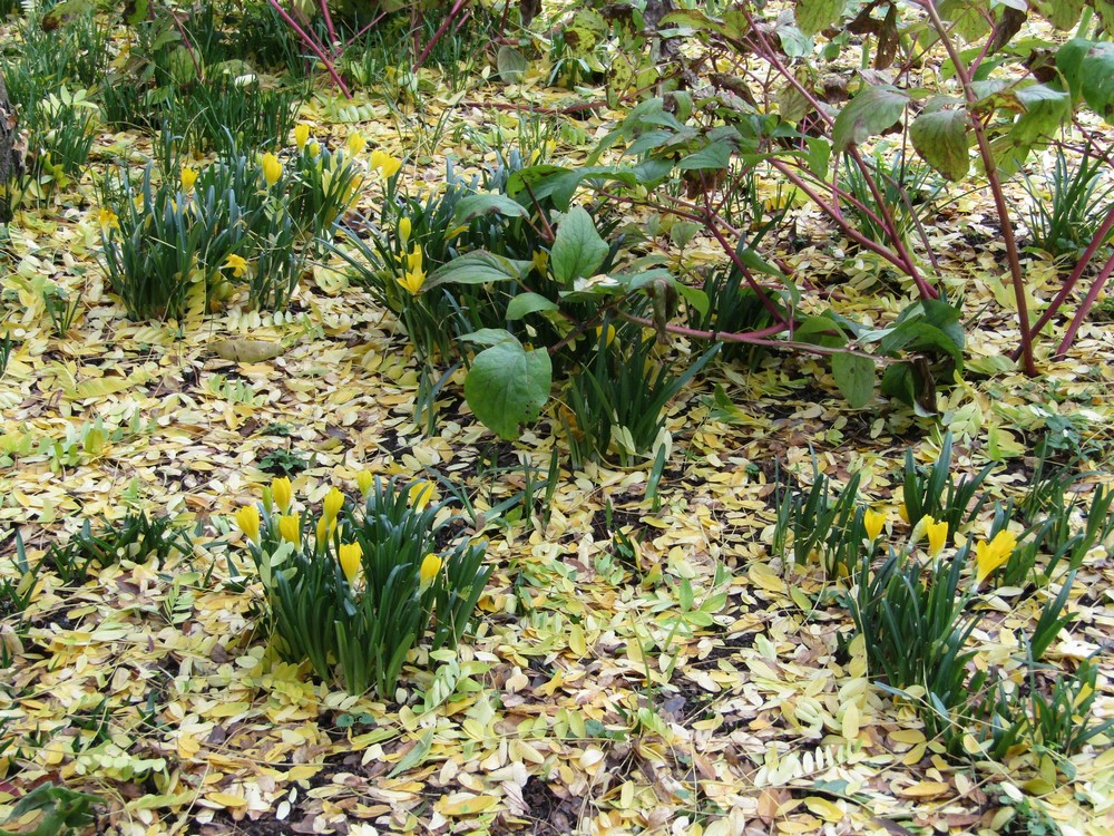 Sternbergia lutea, el narciso de otoño en el jardín