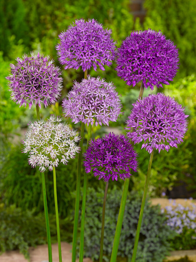 bulbos de flor de tallos altos