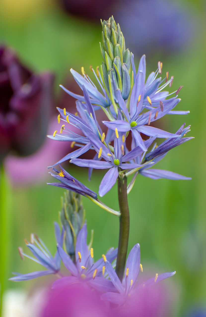 bulbos de flor tallos altos