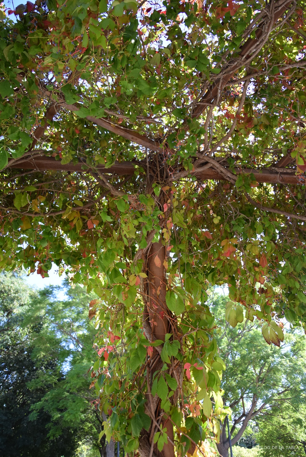 parra virgen Parthenocissus quinquefolia en otoño